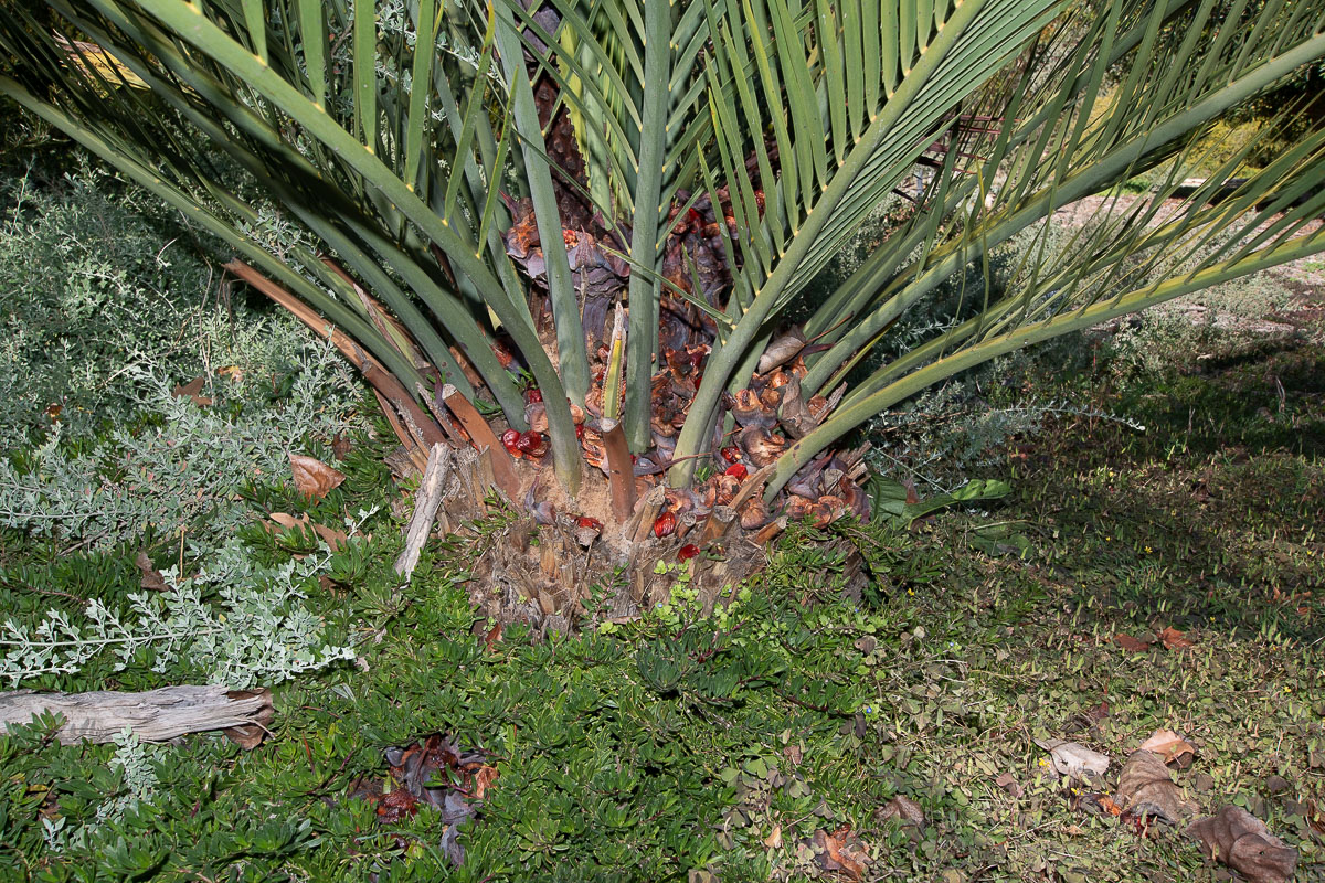 Image of Macrozamia riedlei specimen.