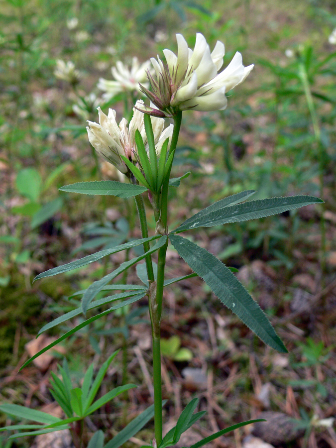 Image of Trifolium spryginii specimen.