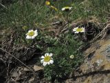 Achillea schurii