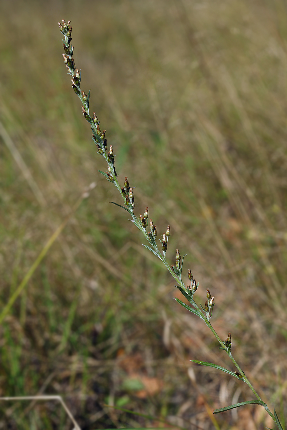 Image of Omalotheca sylvatica specimen.