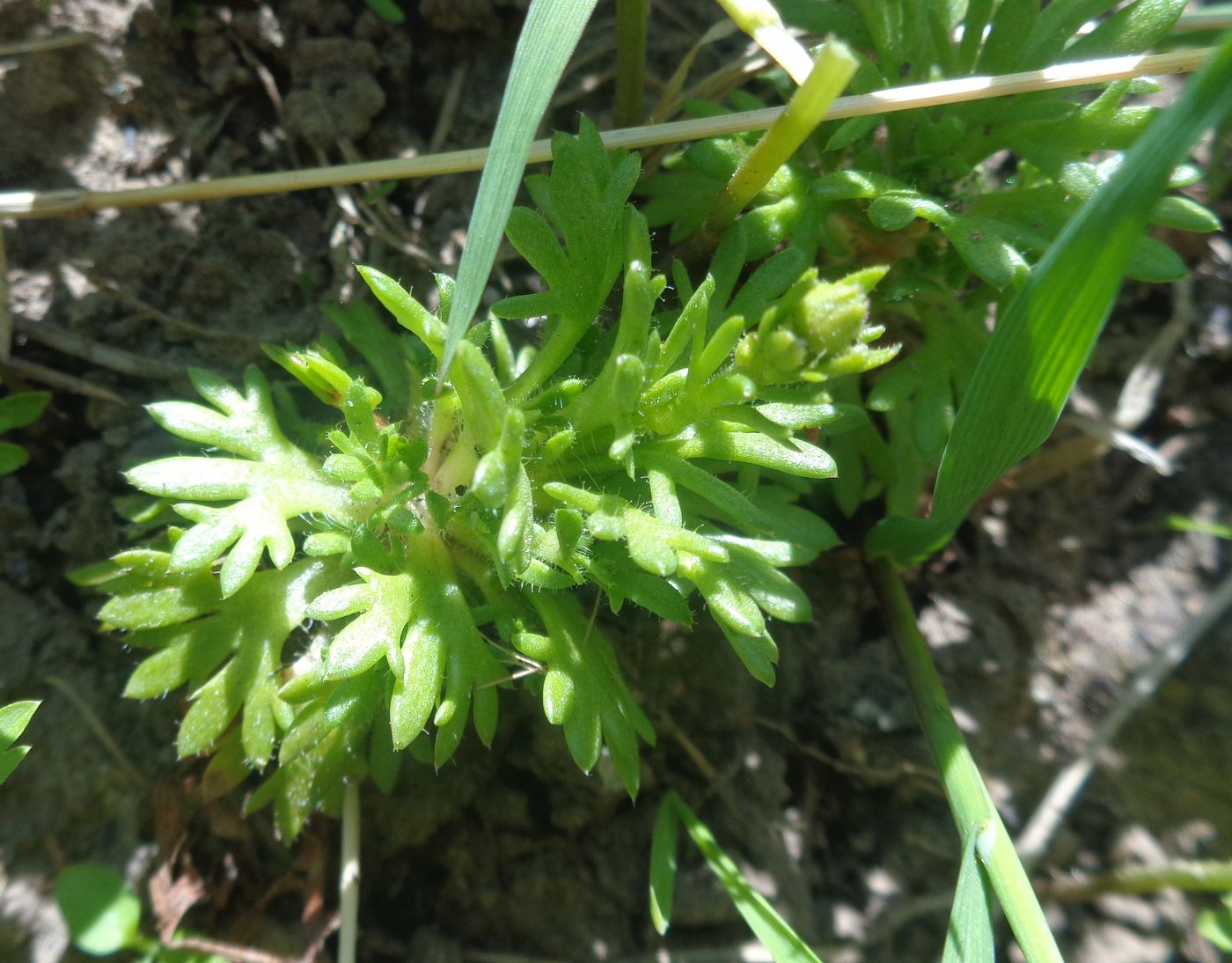 Image of Saxifraga × arendsii specimen.