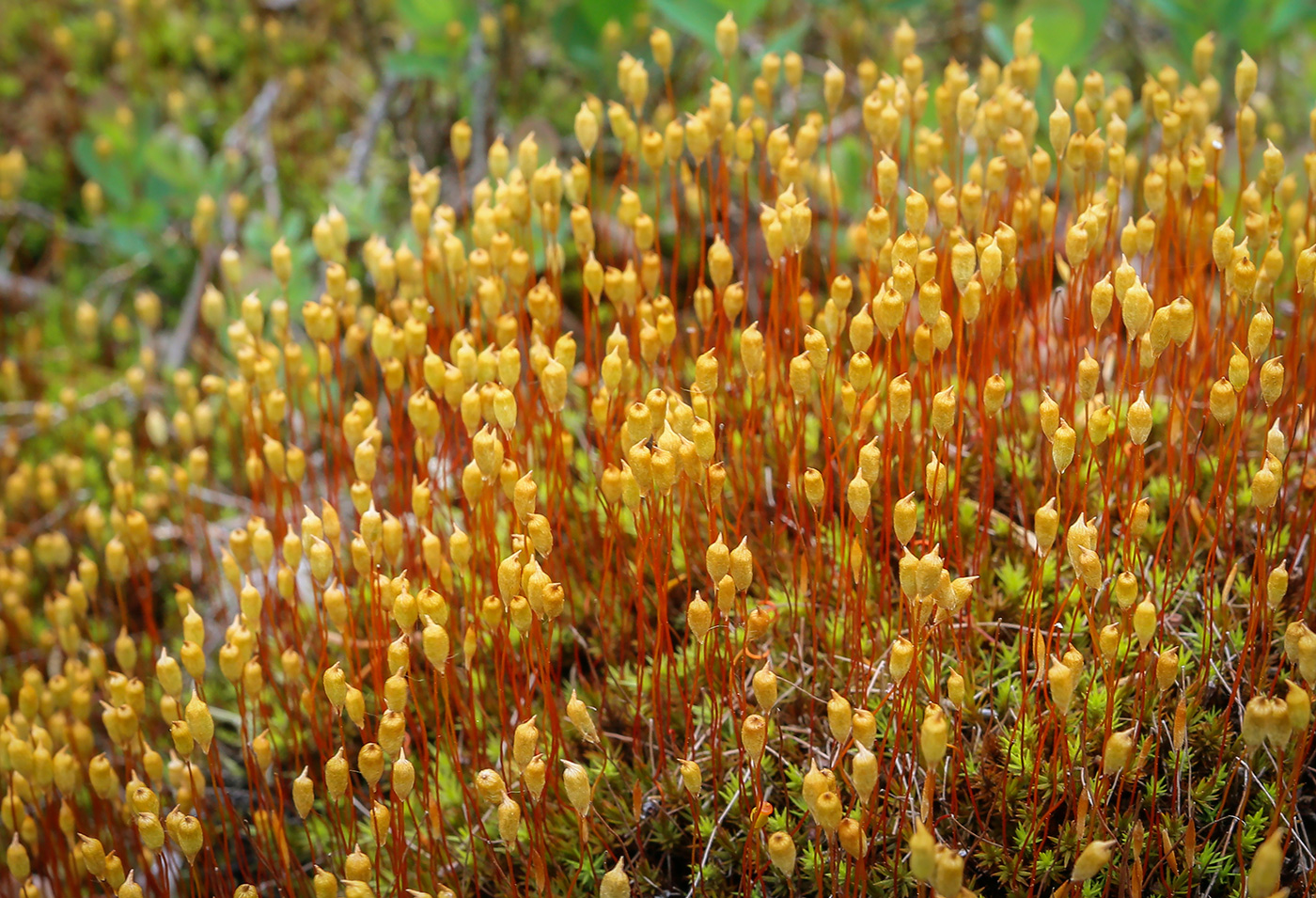 Изображение особи Polytrichum juniperinum.