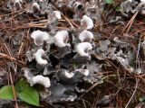 Peltigera rufescens. Талломы с апотециями. Свердловская обл., окр. г. Североуральск, р-н известнякового карьера, высокий скалистый берег канала Дублёр, сосновый лес. 12.06.2018.