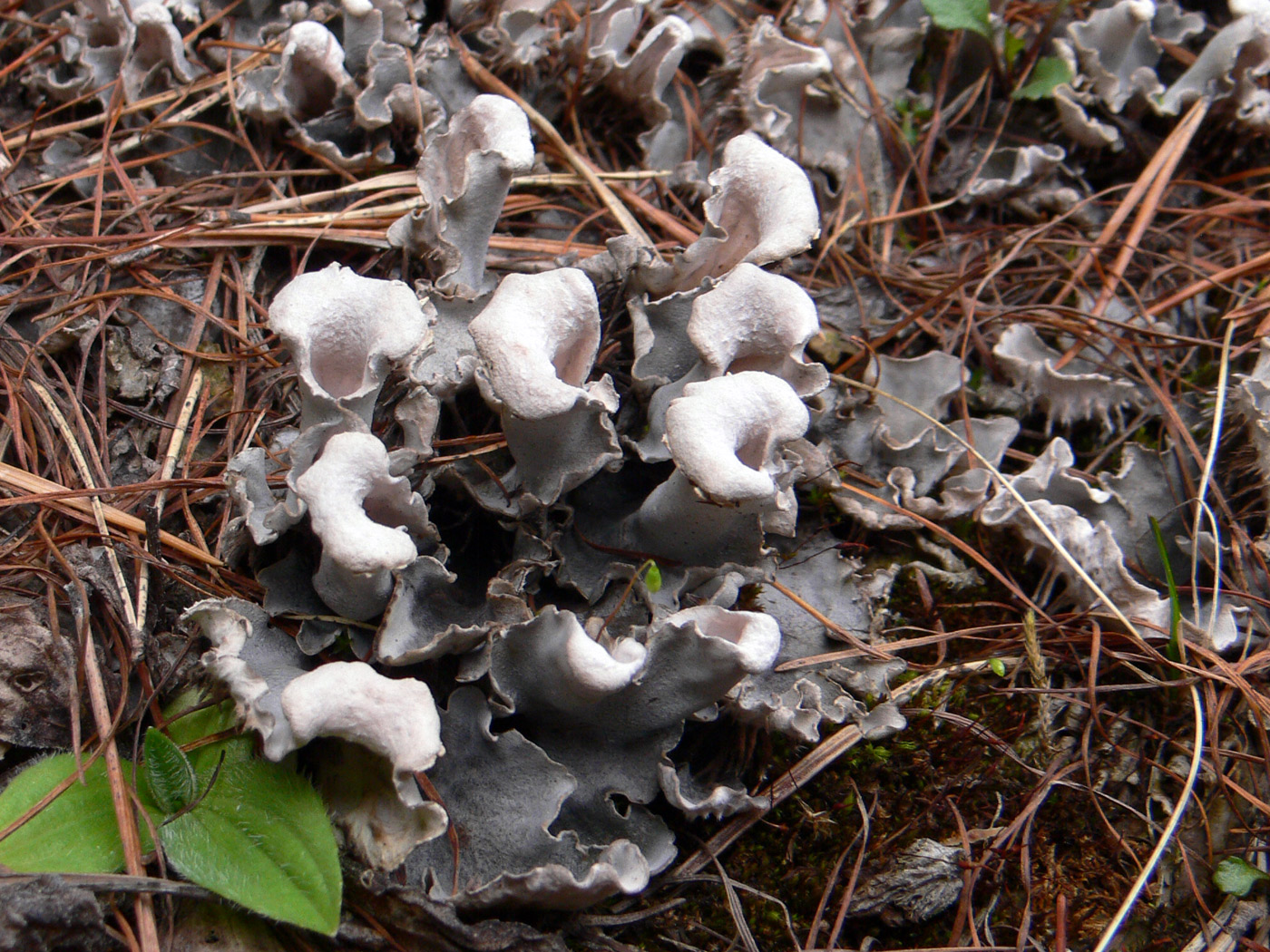 Изображение особи Peltigera rufescens.