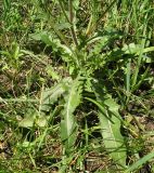 Crepis rhoeadifolia