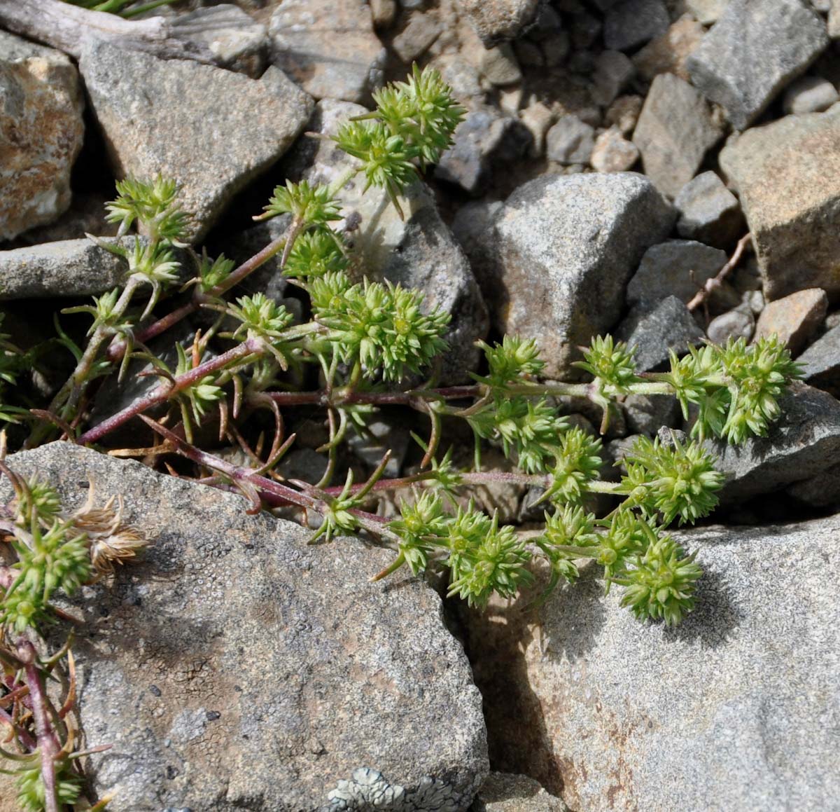 Image of Scleranthus verticillatus specimen.