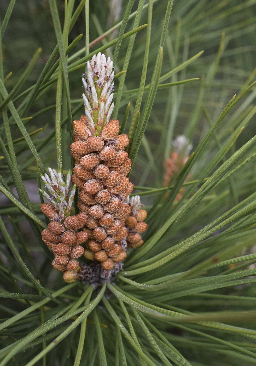 Изображение особи Pinus pinea.