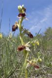 Ophrys mammosa subspecies caucasica. Соцветие. Краснодарский край, м/о г. Новороссийск, гора Шахан, травянистое сообщество задернованного скального обнажения на склоне южной экспозиции. 28.04.2019.