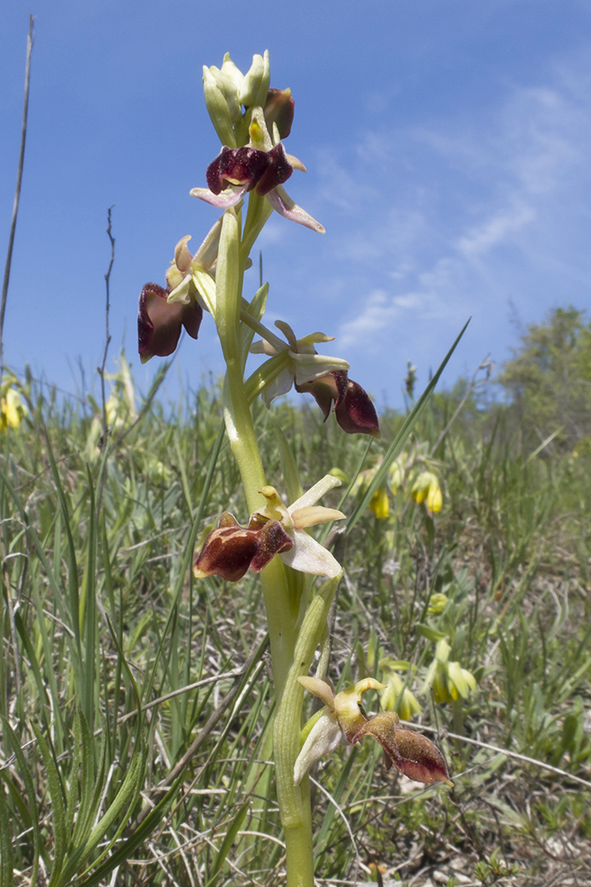 Image of Ophrys mammosa ssp. caucasica specimen.