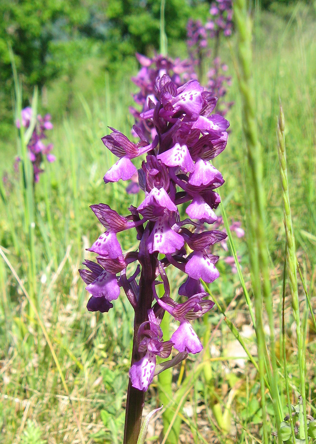 Изображение особи Anacamptis morio ssp. caucasica.