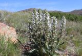 Pedicularis interrupta