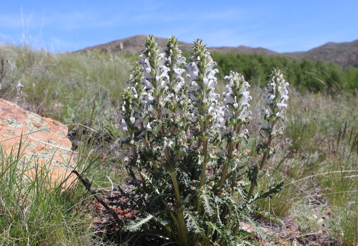 Image of Pedicularis interrupta specimen.