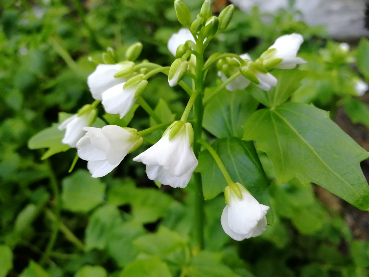 Image of Cardamine yezoensis specimen.