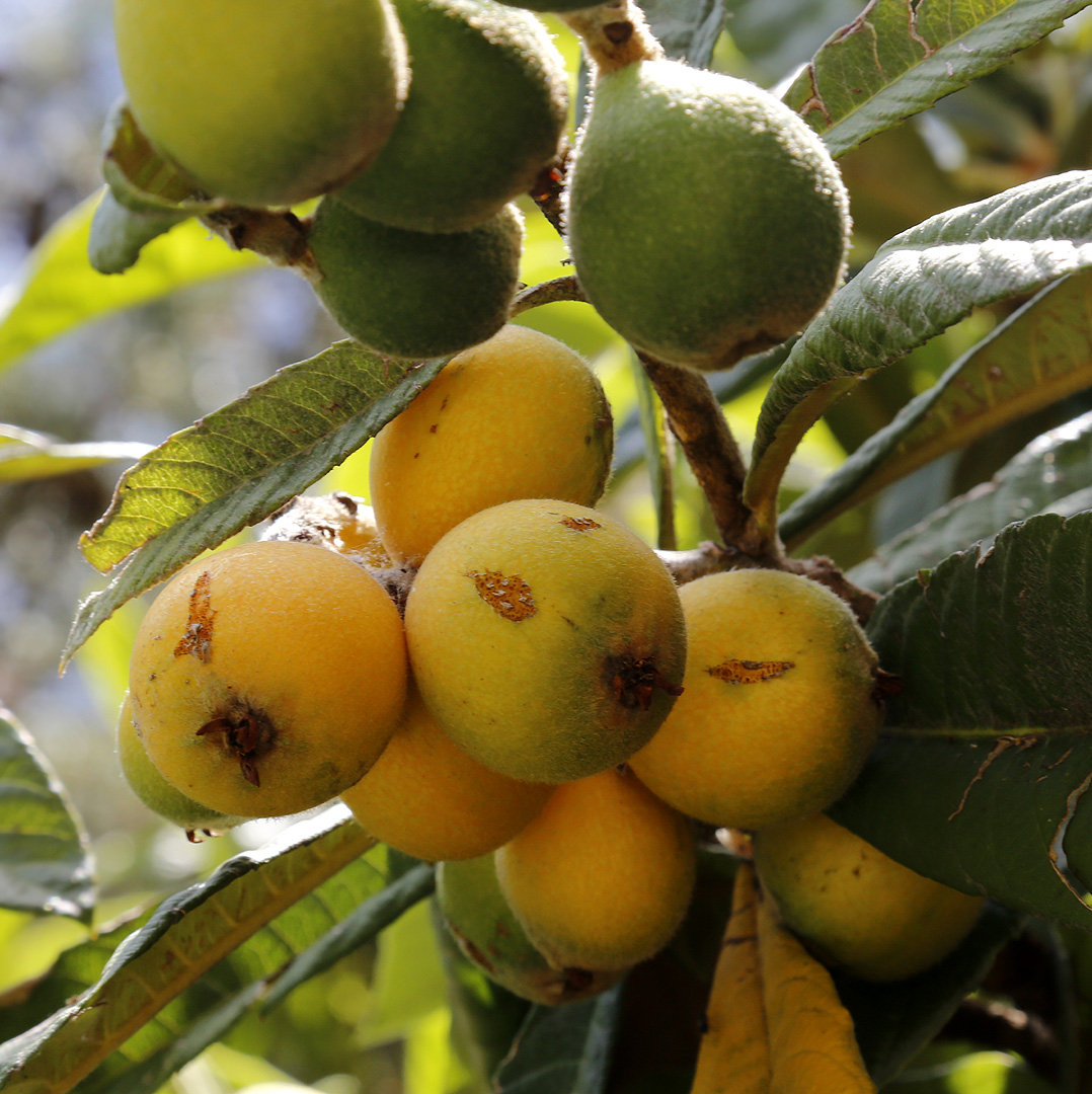 Изображение особи Eriobotrya japonica.