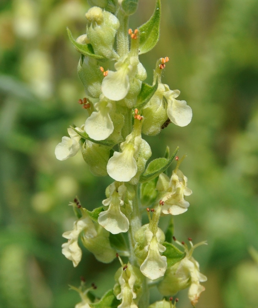 Image of Teucrium kotschyanum specimen.