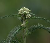 Achillea millefolium. Верхушка побега с молодыми листьями и развивающимися соцветиями. Московская обл., Раменский р-н, окр. дер. Хрипань, садовый участок. 21.06.2019.