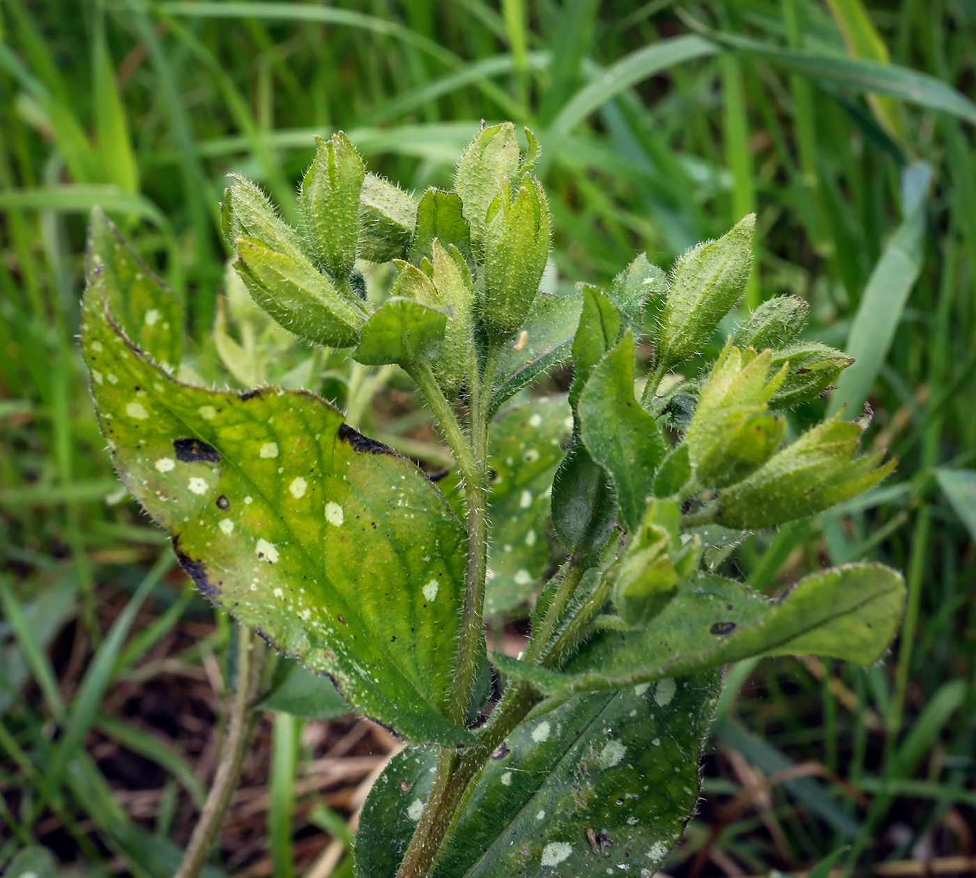 Изображение особи Pulmonaria saccharata.