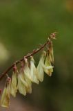 Hedysarum semenowii
