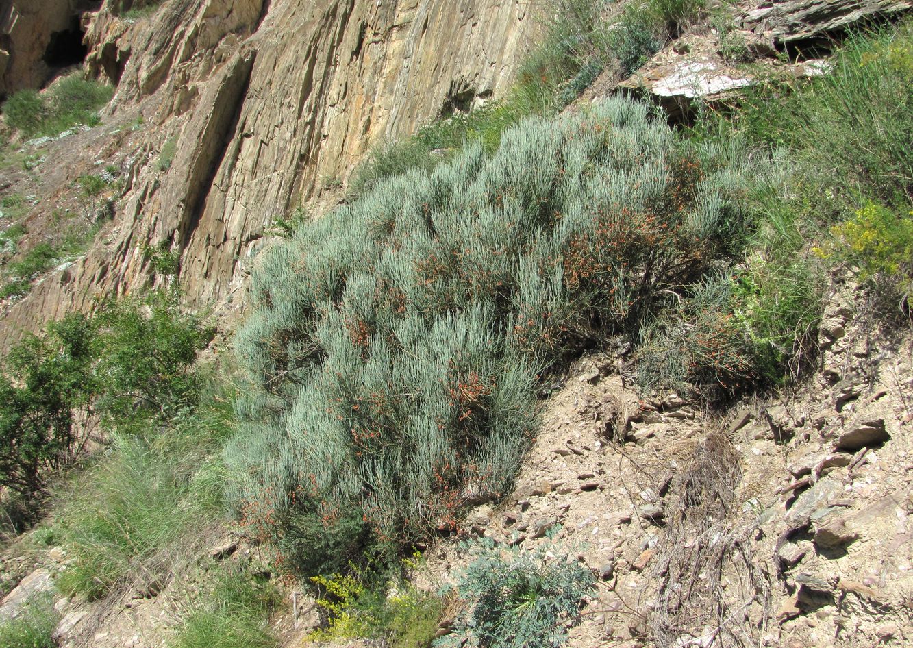 Image of Ephedra procera specimen.