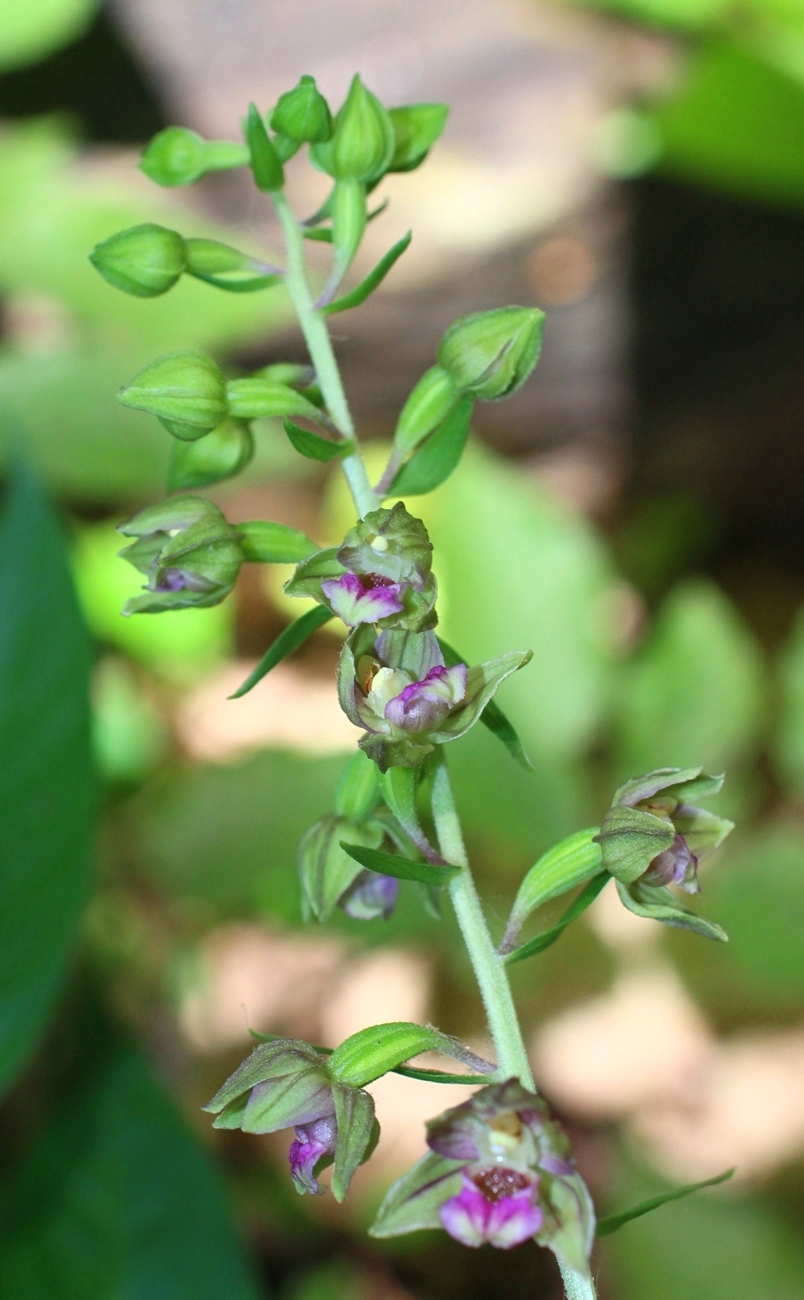 Image of Epipactis helleborine specimen.