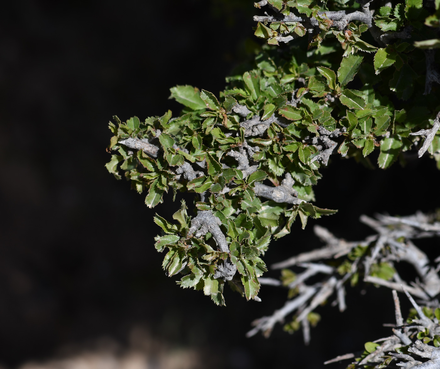 Image of Quercus calliprinos specimen.