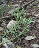 Sedum hispanicum