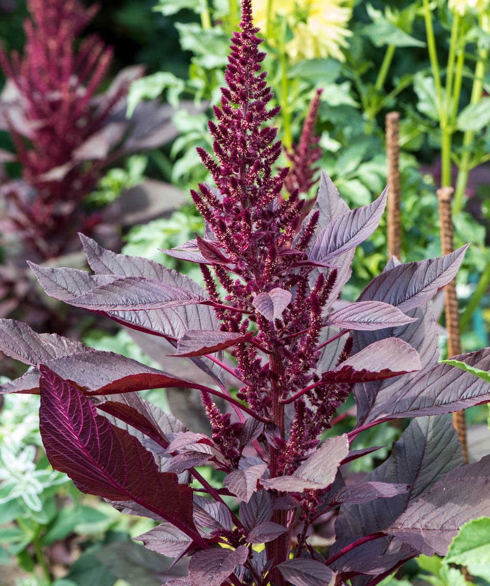 Изображение особи Amaranthus hypochondriacus.