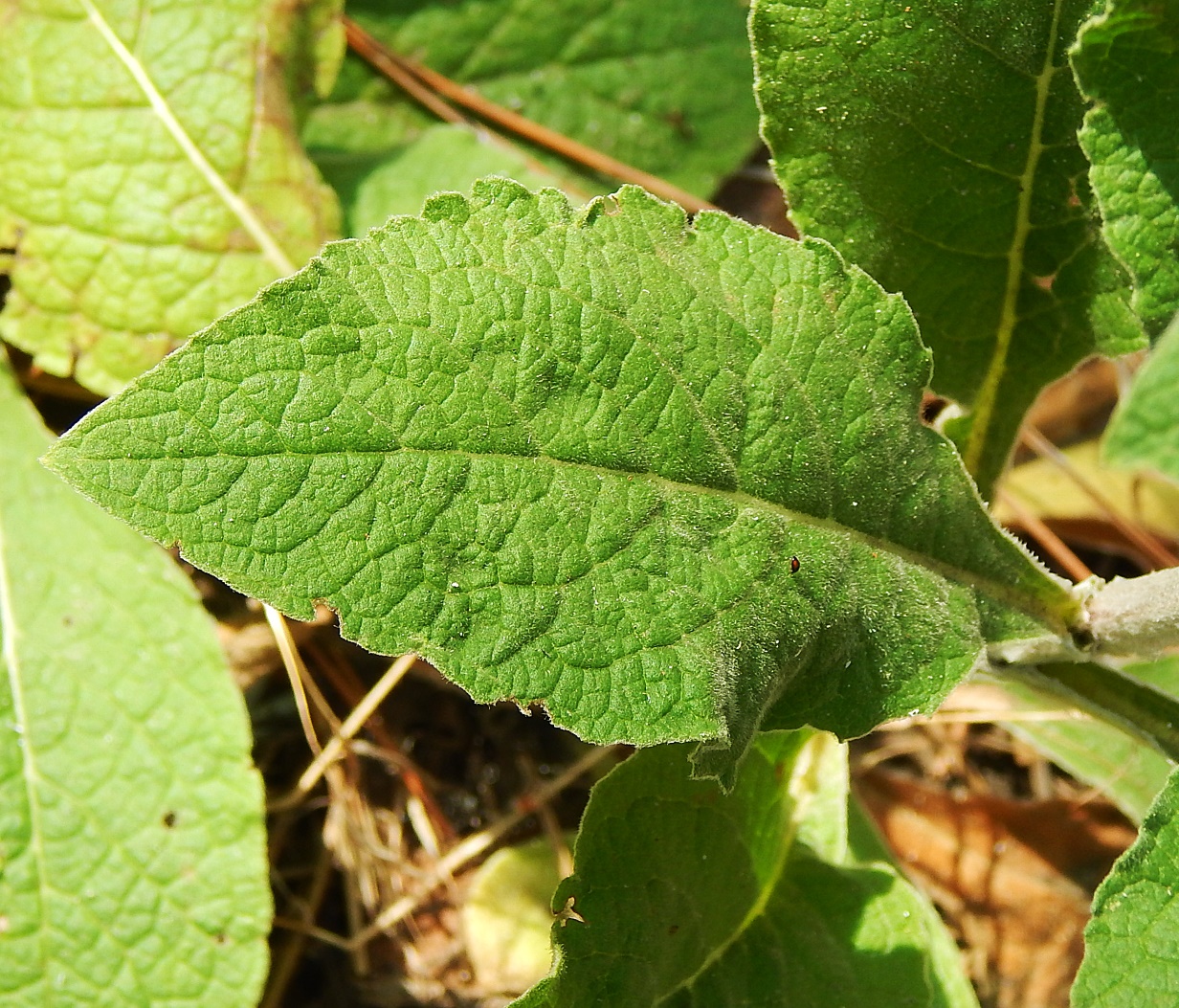 Image of Inula conyza specimen.