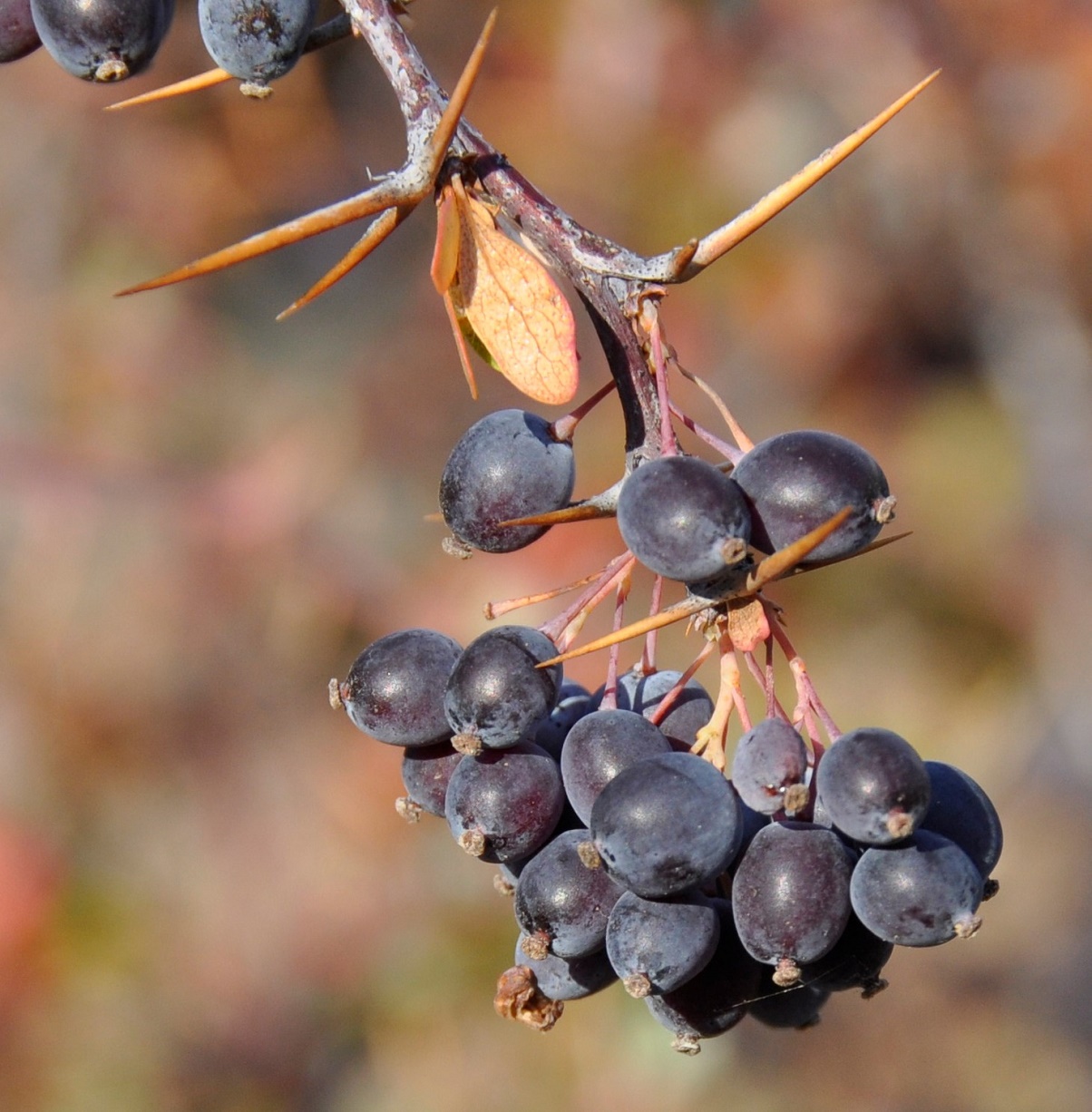Image of Berberis cretica specimen.