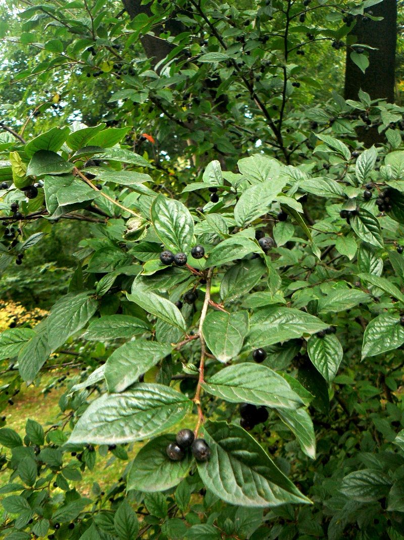 Image of Cotoneaster foveolatus specimen.