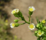 Conyza canadensis