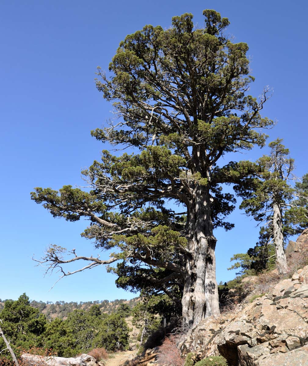 Изображение особи Juniperus foetidissima.