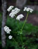 род Valeriana. Верхушка побега с соцветиями. Сербия, национальный парк Тара, плоскогорье Равна Тара, опушка смешанного леса. 08.07.2019.