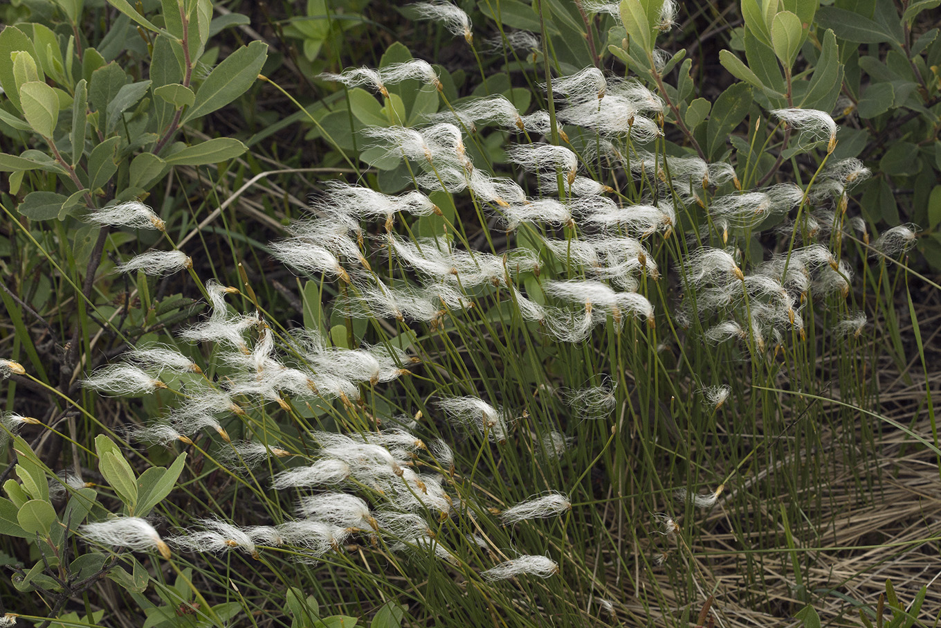 Изображение особи Trichophorum alpinum.