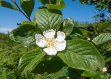 Mespilus germanica. Цветок и листья. Краснодарский край, м/о г. Геленджик, хр. Маркотх, гора Иорданова, ≈ 650 м н.у.м., опушка широколиственного леса. 21.05.2016.