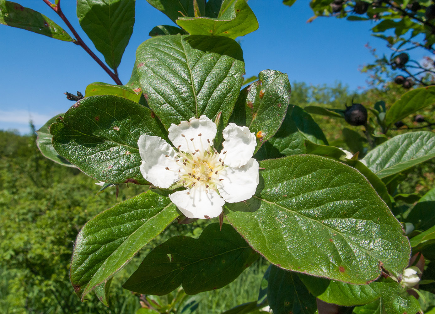 Изображение особи Mespilus germanica.