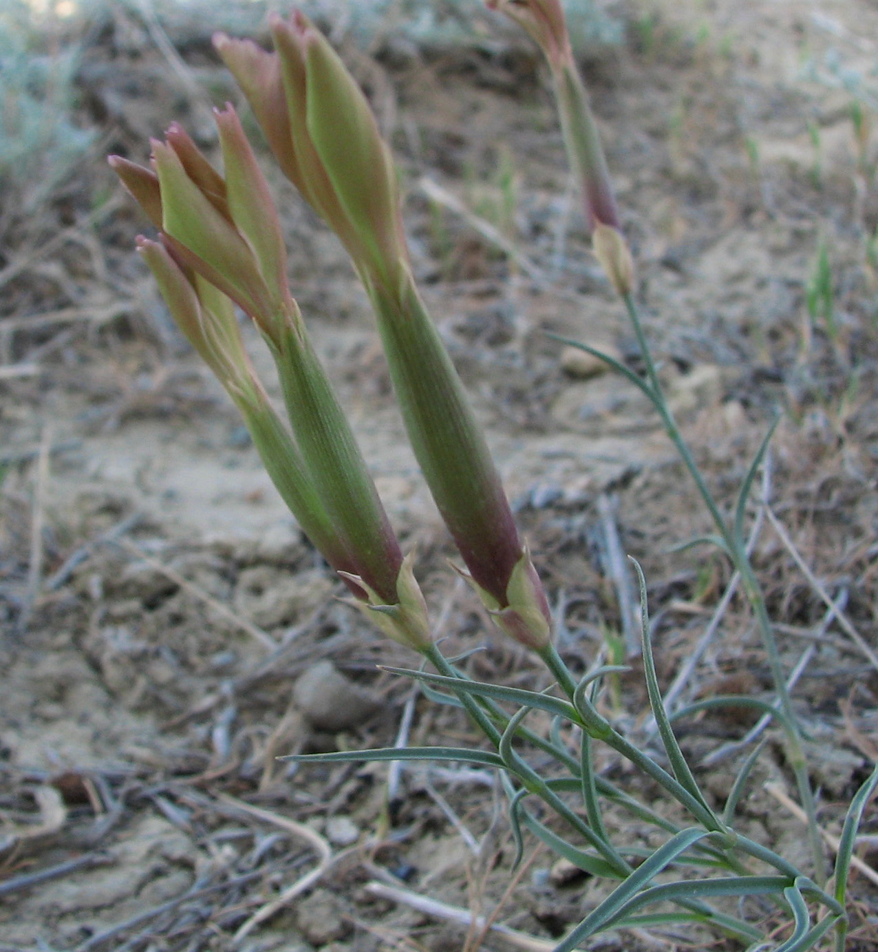 Изображение особи Dianthus schemachensis.