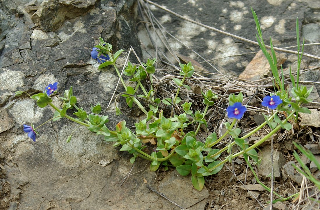 Изображение особи Anagallis arvensis.