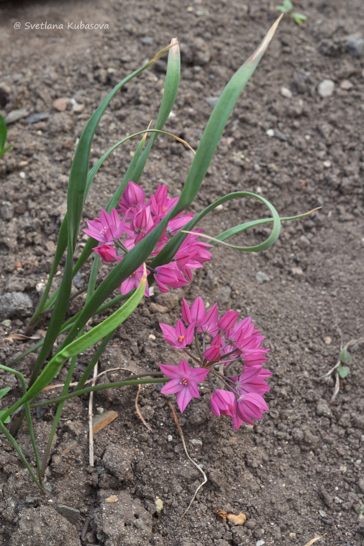 Изображение особи Allium oreophilum.
