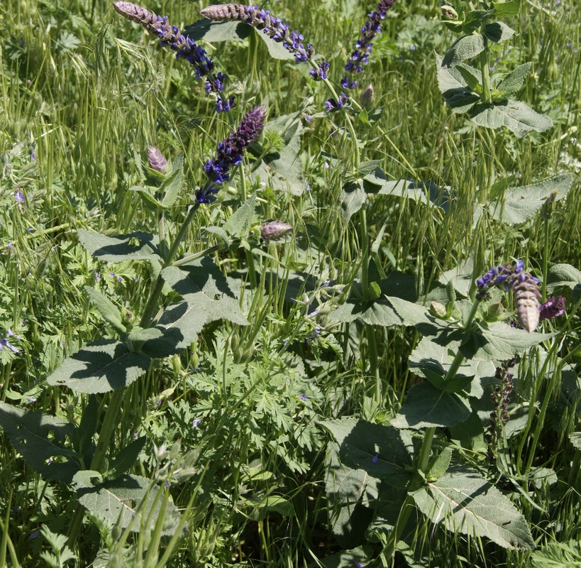 Изображение особи Salvia tesquicola.