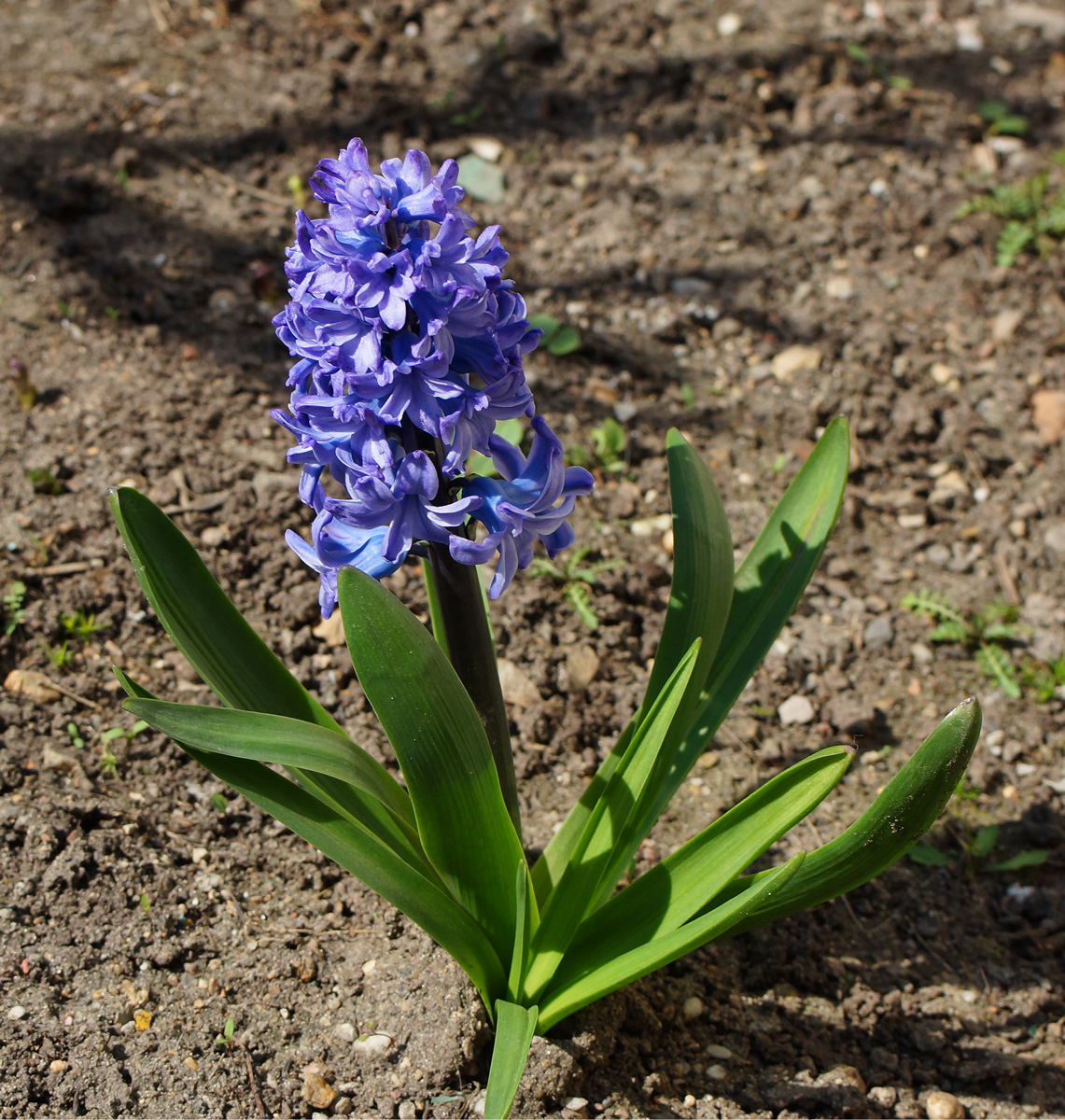 Изображение особи Hyacinthus orientalis.