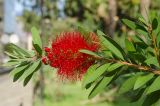 Callistemon phoeniceus