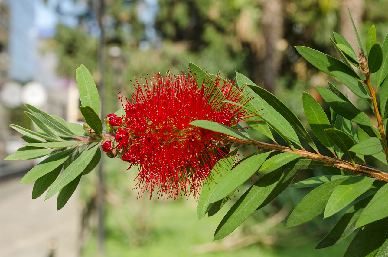 Image of Callistemon phoeniceus specimen.