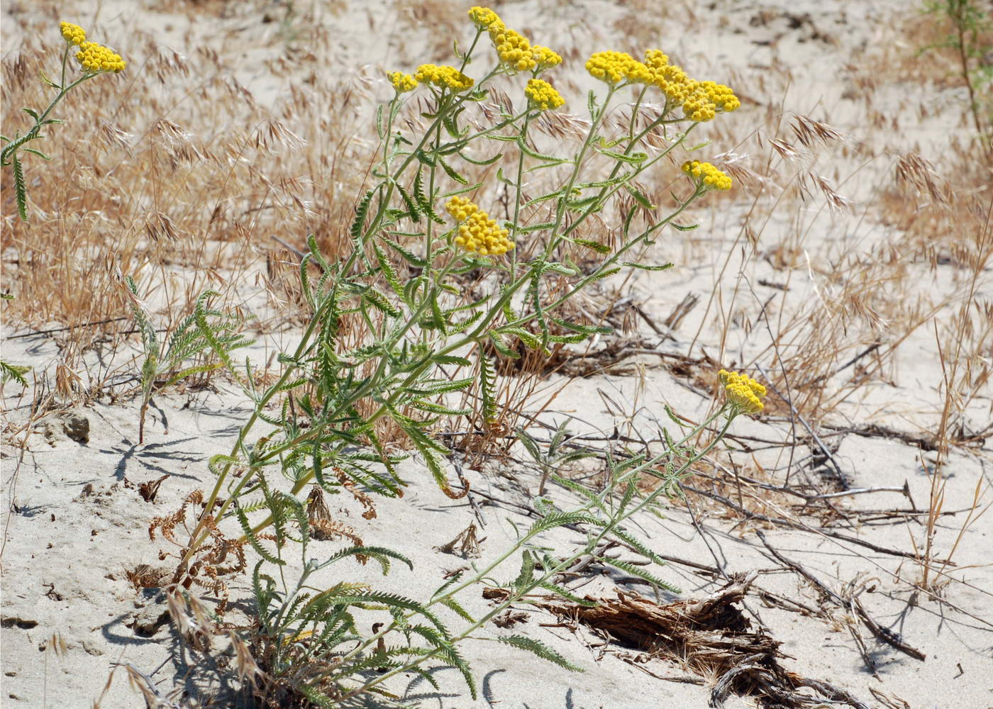 Image of Achillea micrantha specimen.