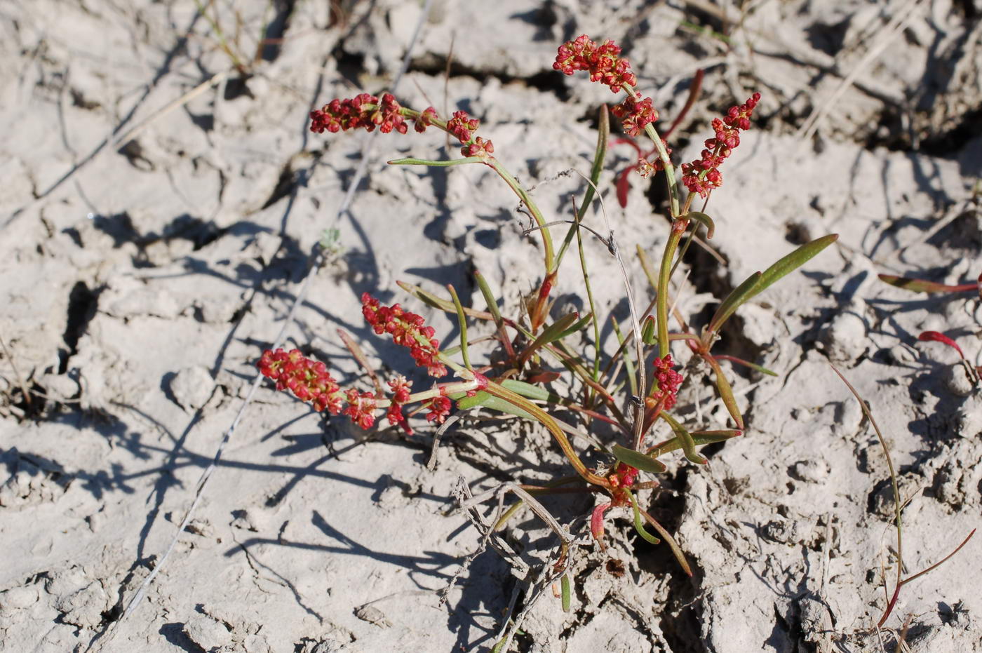 Изображение особи Rumex beringensis.