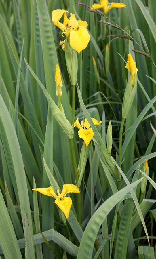 Изображение особи Iris pseudacorus.