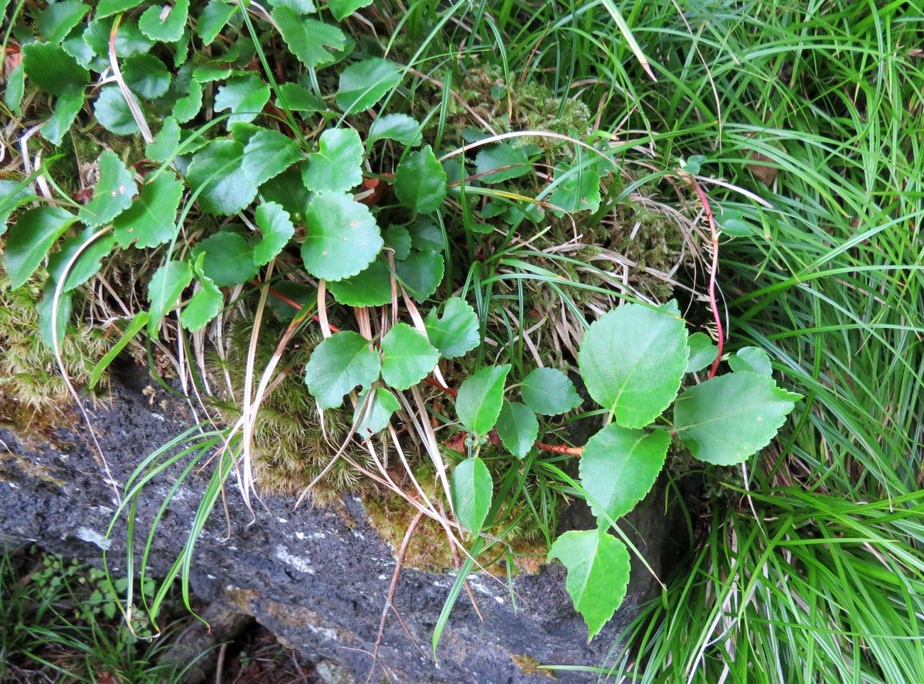 Image of Hydrangea petiolaris specimen.