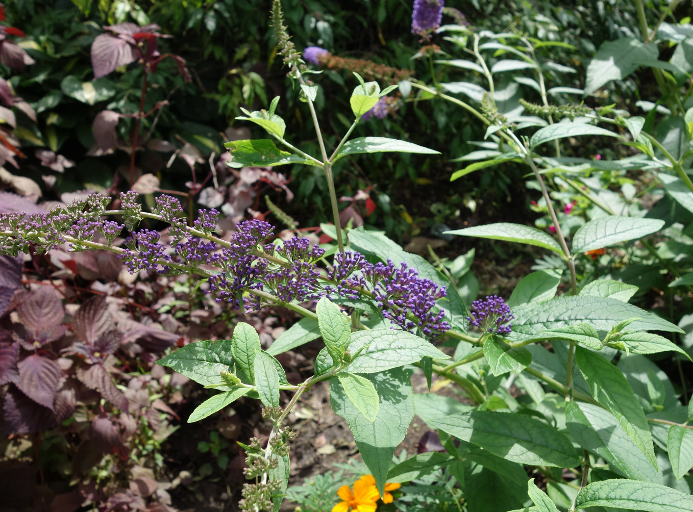 Изображение особи Buddleja davidii.