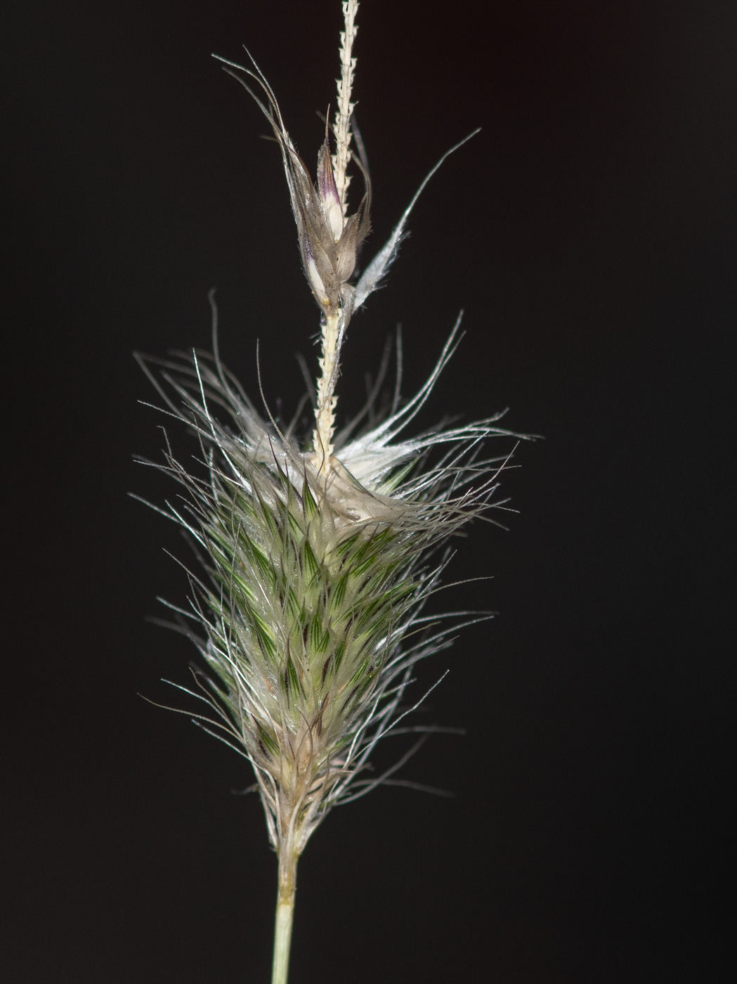 Image of Fingerhuthia africana specimen.