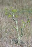 Ferula euxina. Зацветающее растение. Крым, Керченский п-ов, окр. с. Бондаренково, степь. 25 мая 2020 г.